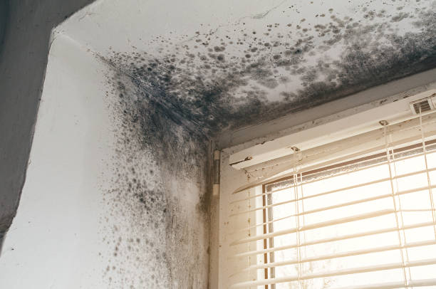 Affordable Mold Cleanup solutions in Mine Hill, NJ